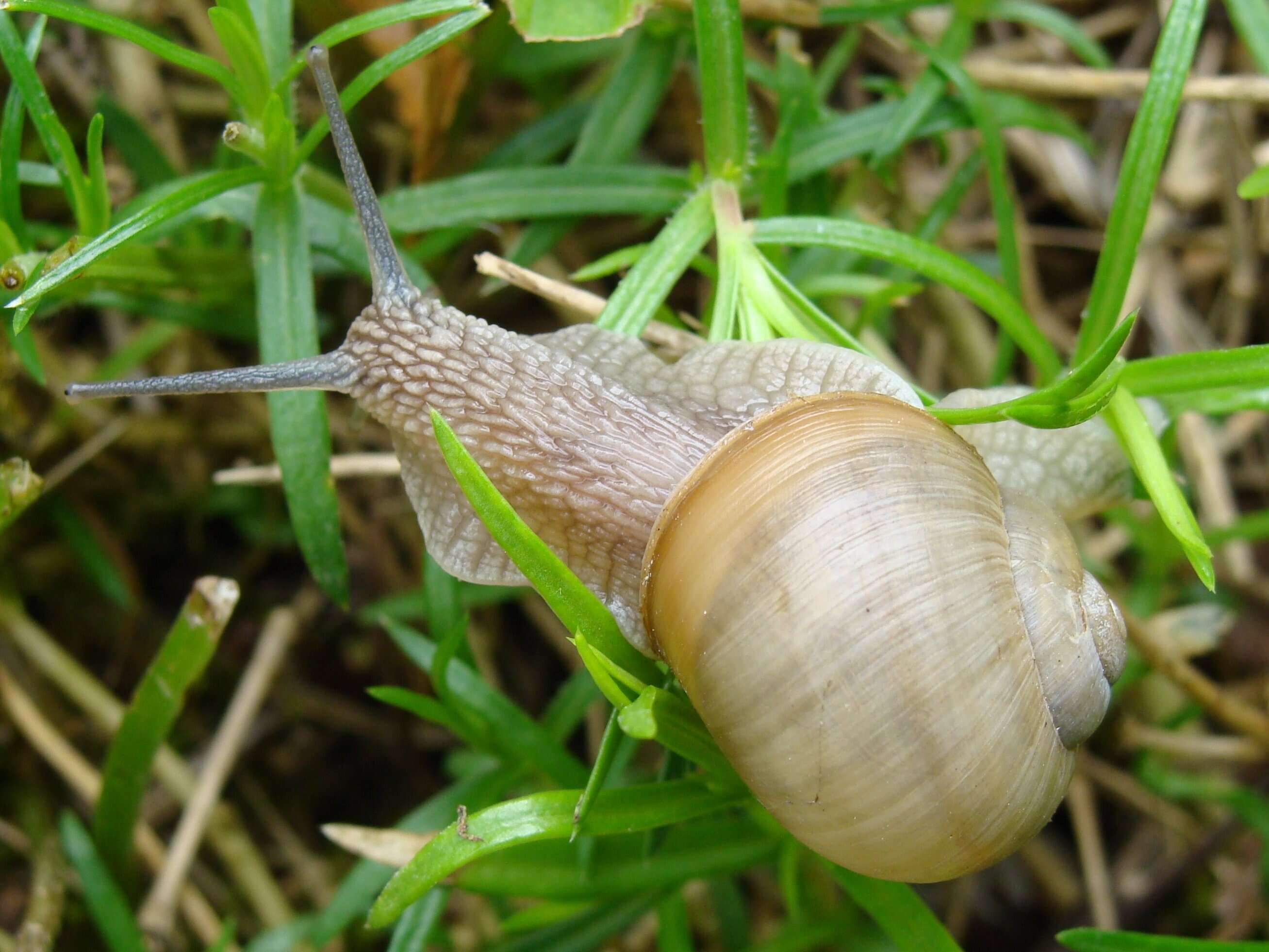 Image of Helix lutescens Rossmässler 1837