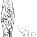 Image of Westbladiella angulifera Riedl 1954
