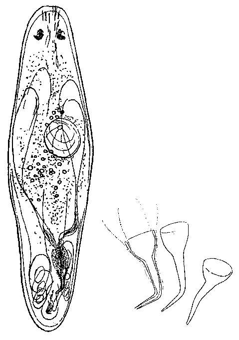 Image of Westbladiella angulifera Riedl 1954