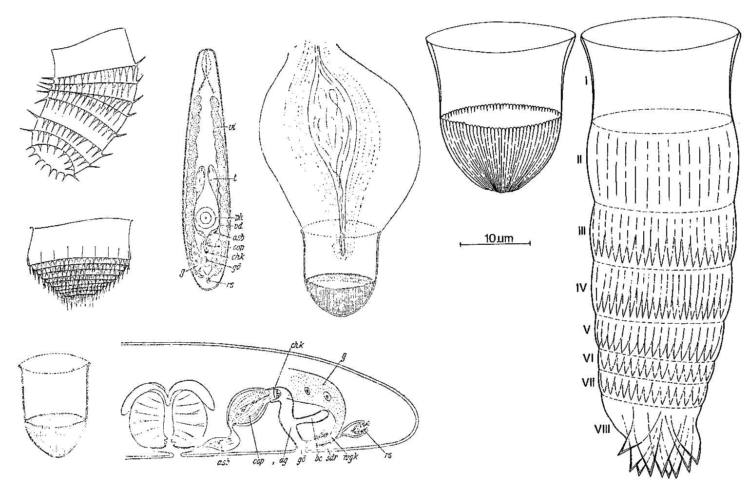 Image of Coronhelmis