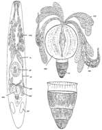 Image of Coronhelmis urna Ax 1954