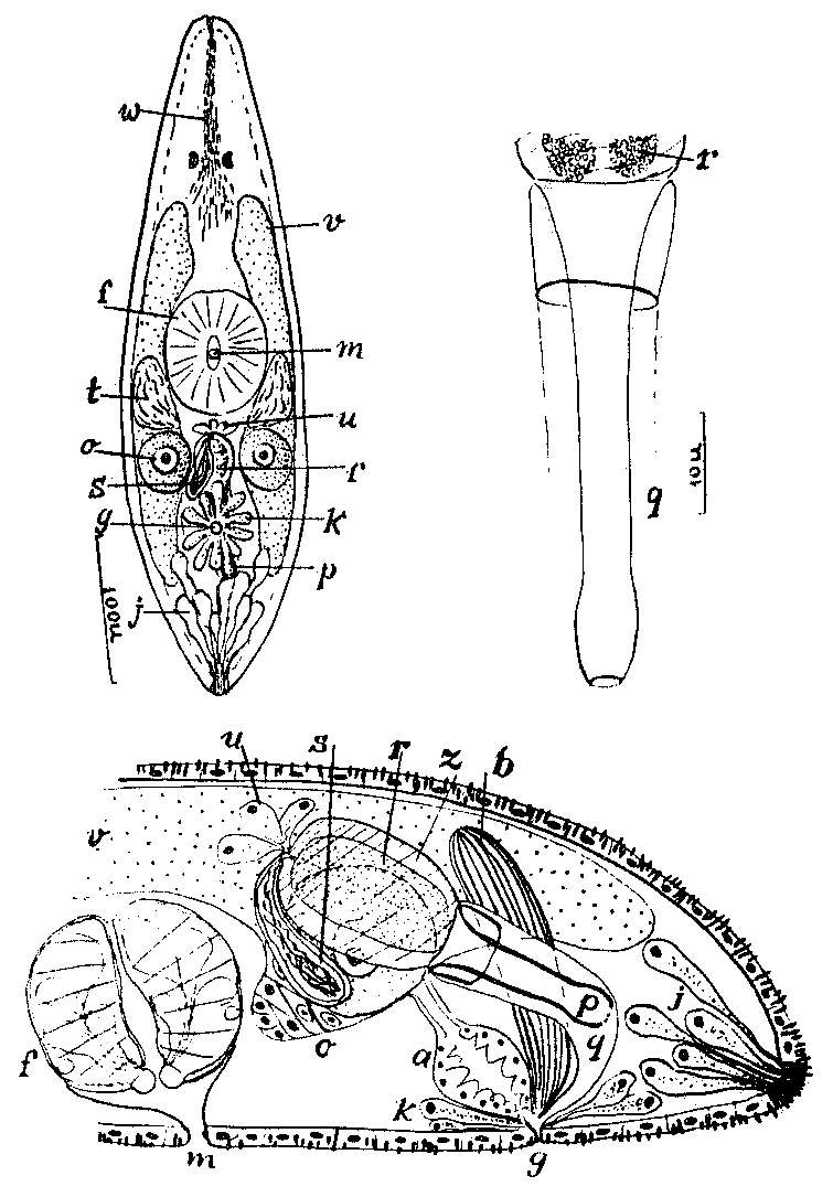 Image of Wydula