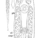 Image of Cilionema hawaiiensis Karling, Mack-Fira & Dörjes 1972