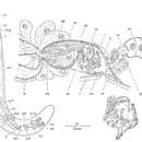 Image of Subulagera rubra Martens & Schockaert 1981