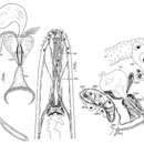 Image de Pararhynchella fusca Ehlers & Ehlers 1981