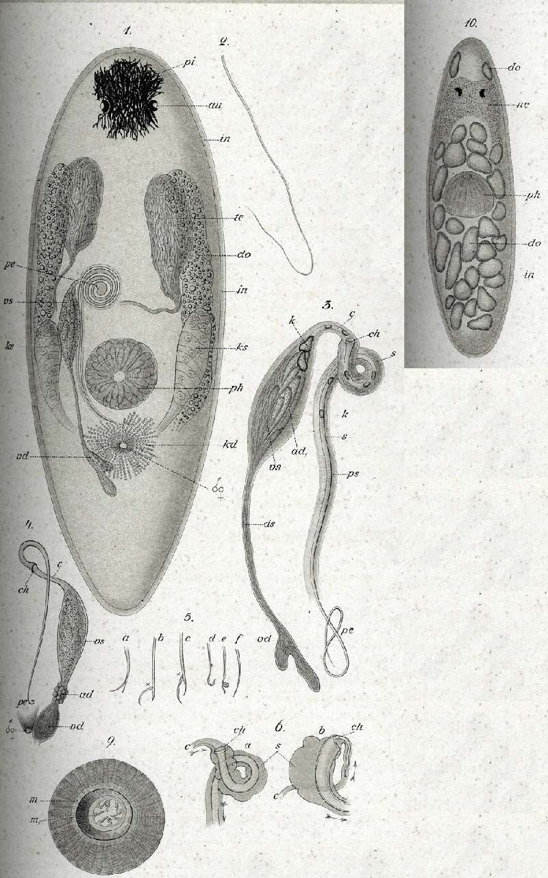 Image of Promesostoma