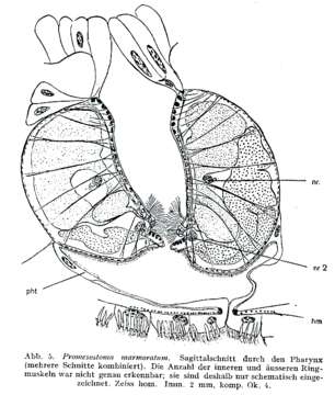 Image of Promesostoma