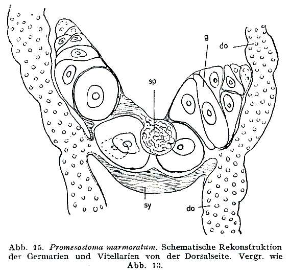 Image of Promesostoma