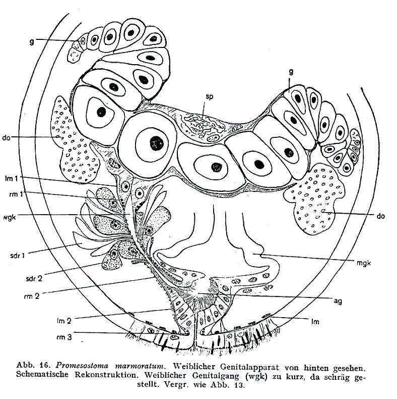 Image of Promesostoma