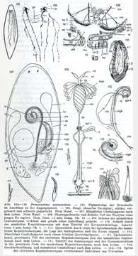 Image of Promesostoma