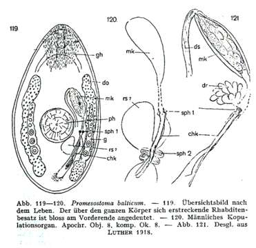 Imagem de Promesostoma balticum Luther 1918