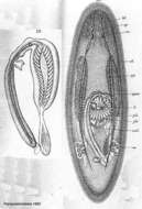 Image of Promesostoma bilineatum Pereyaslawzewa 1892