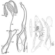 Image of Promesostoma bipartitum Ax 1956