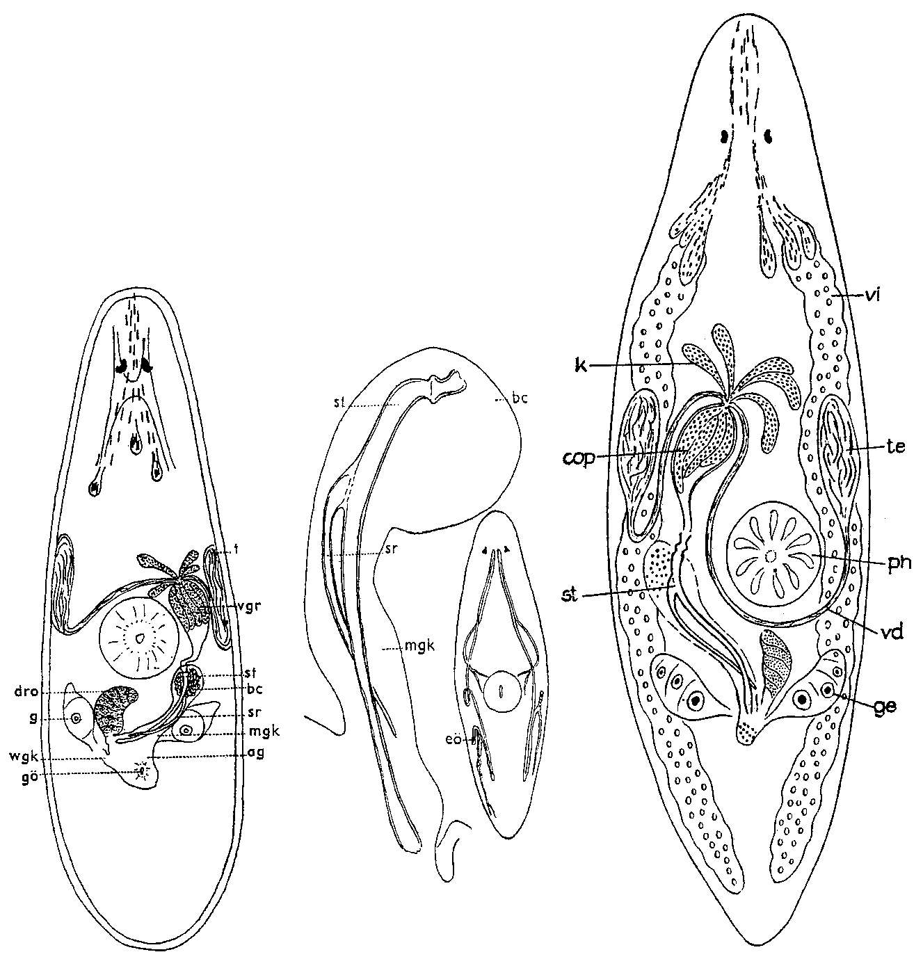 Image of Promesostoma cochleare Karling 1935