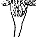 Image of Promesostoma ellipticum (Uljanin 1870)