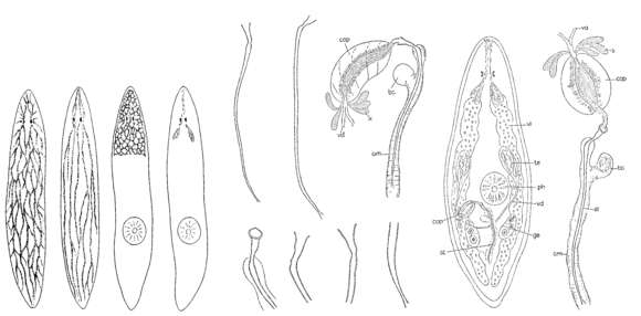 Imagem de Promesostoma gallicum Ax 1956