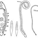 Image de Promesostoma gracilis Ax 1951