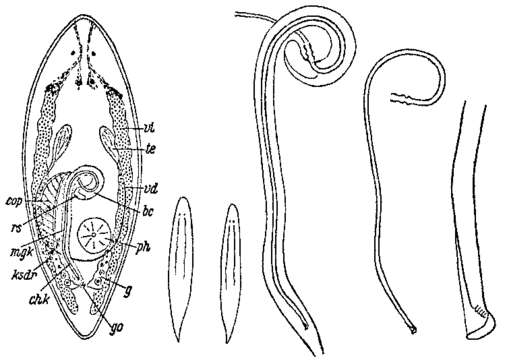 Image of Promesostoma gracilis Ax 1951