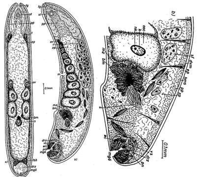 Image of Paedomecynostomum