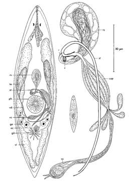 Image of Promesostoma hymanae Ax 1968