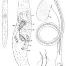 Image of Promesostoma maculosum Ax 1956