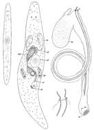 Image of Promesostoma maculosum Ax 1956