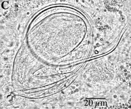 Imagem de Promesostoma maculosum Ax 1956