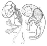 Image of Promesostoma meixneri Ax 1951