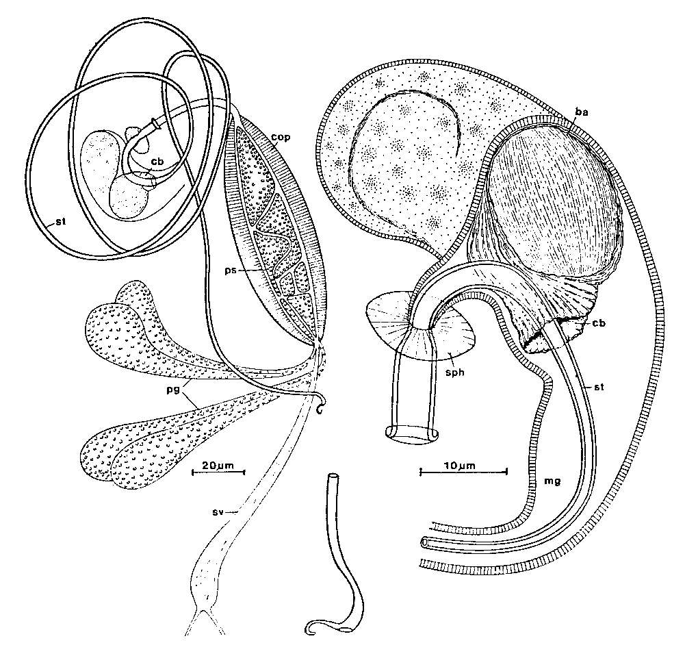 Image of Promesostoma meixneri Ax 1951