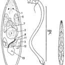 Image of Promesostoma norvegicum Karling 1967