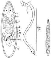 Image of Promesostoma norvegicum Karling 1967