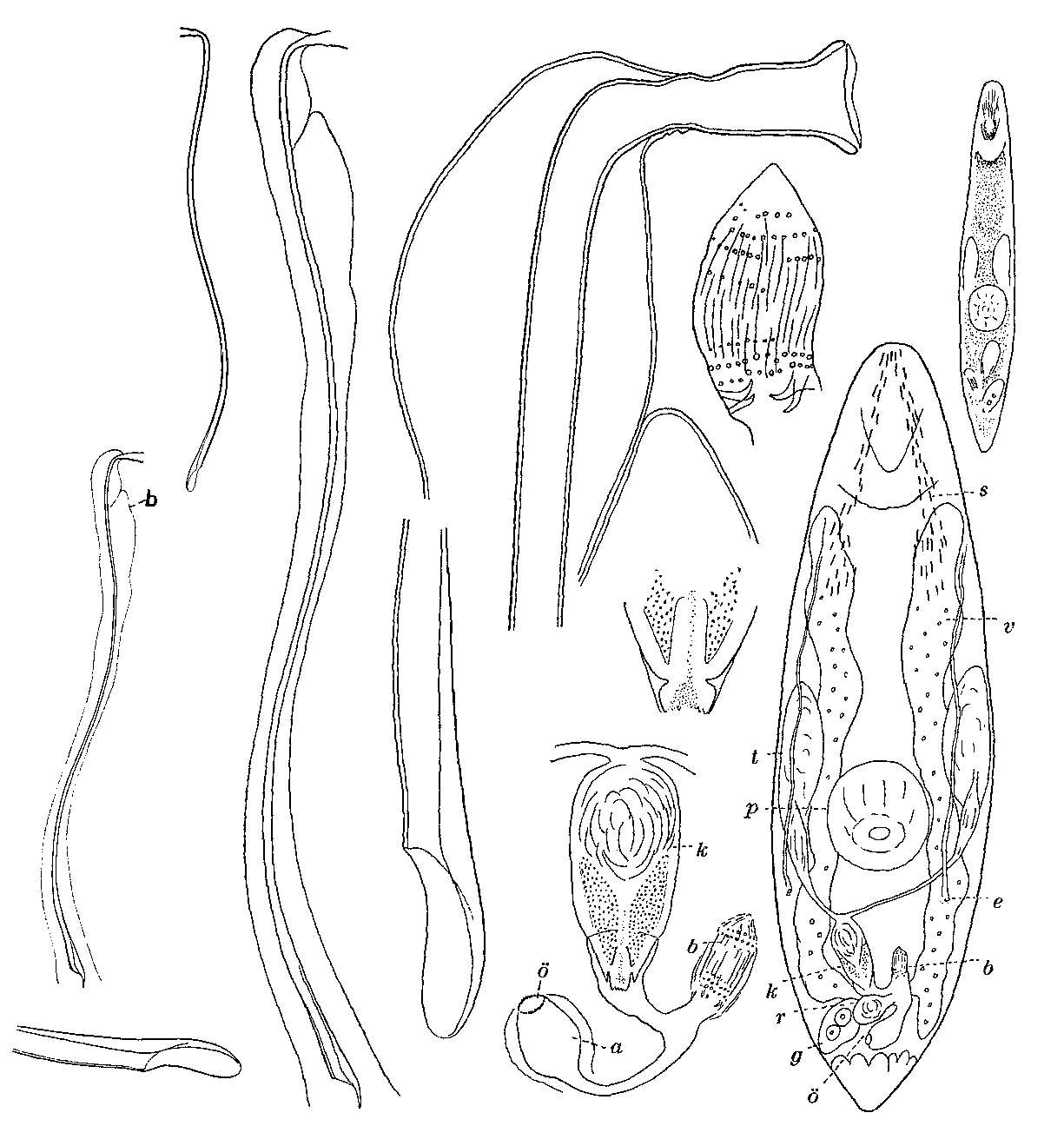 Image of Promesostoma nynaesiensis Karling 1957