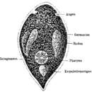 Image of <i>Promesostoma ovoideum</i>