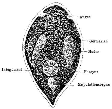 Image of Promesostominae