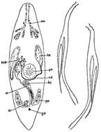 Image of Promesostoma paracochlearis Ax 1952