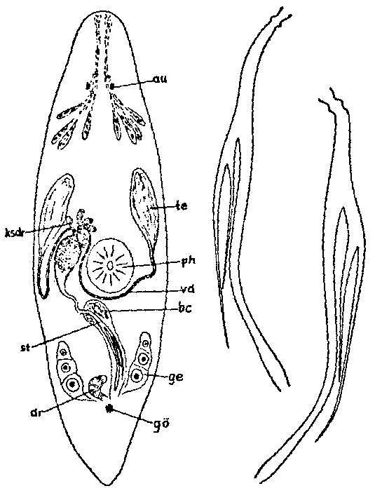 Image of Promesostoma paracochlearis Ax 1952