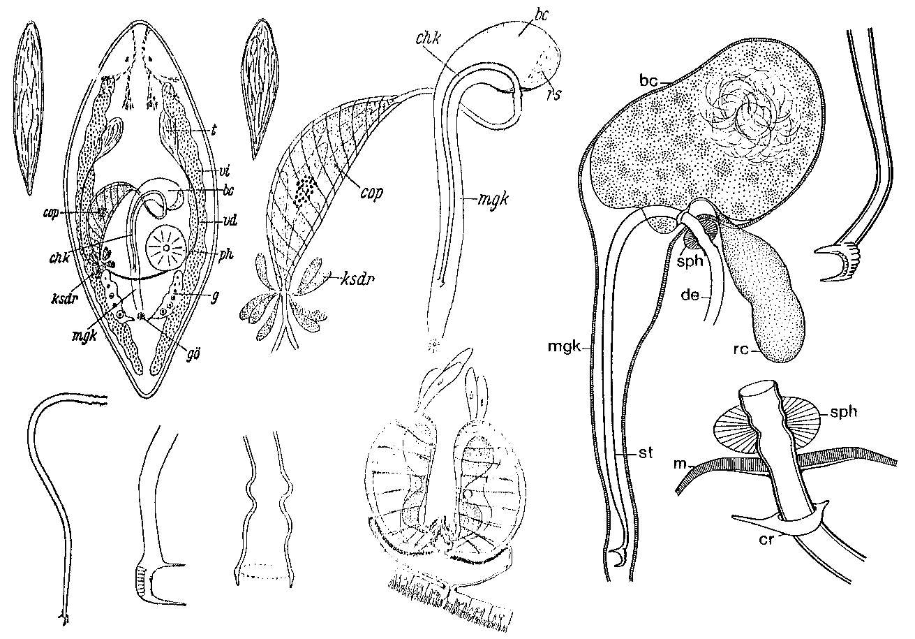 Image of Promesostoma rostratum Ax 1951