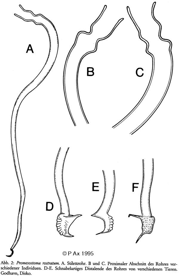 Image of Promesostoma rostratum Ax 1951