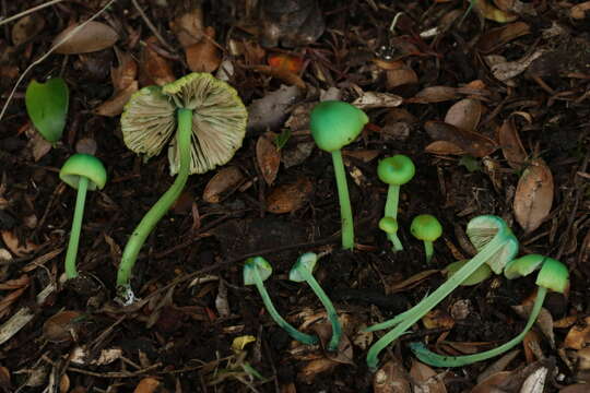 Image of Entoloma necopinatum E. Horak 1978