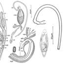 Image de Promesostoma sartagine Ax & Ehlers 1973