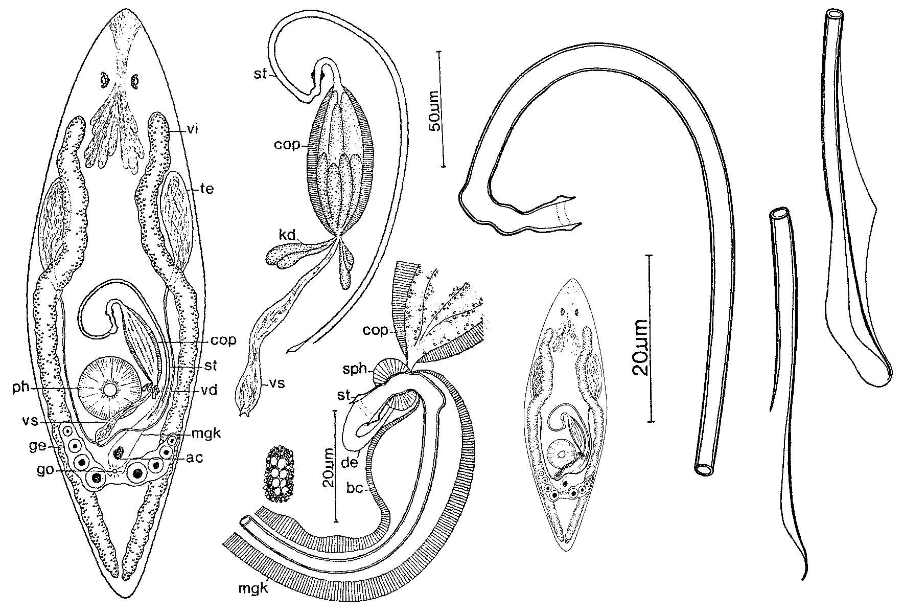 Image de Promesostoma sartagine Ax & Ehlers 1973
