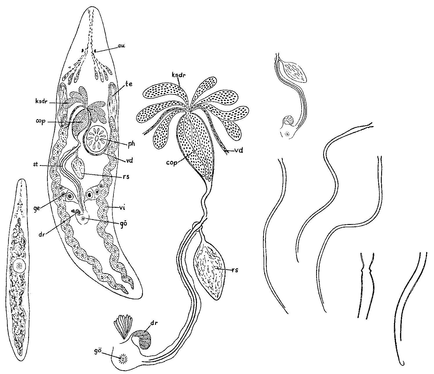 Image of Promesostoma serpentistylum Ax 1952