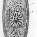 Image of Promesostoma solea (Schmidt 1857)