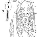 Image de Promesostoma spiriferum Karling 1967