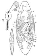 Image of Promesostoma spiriferum Karling 1967