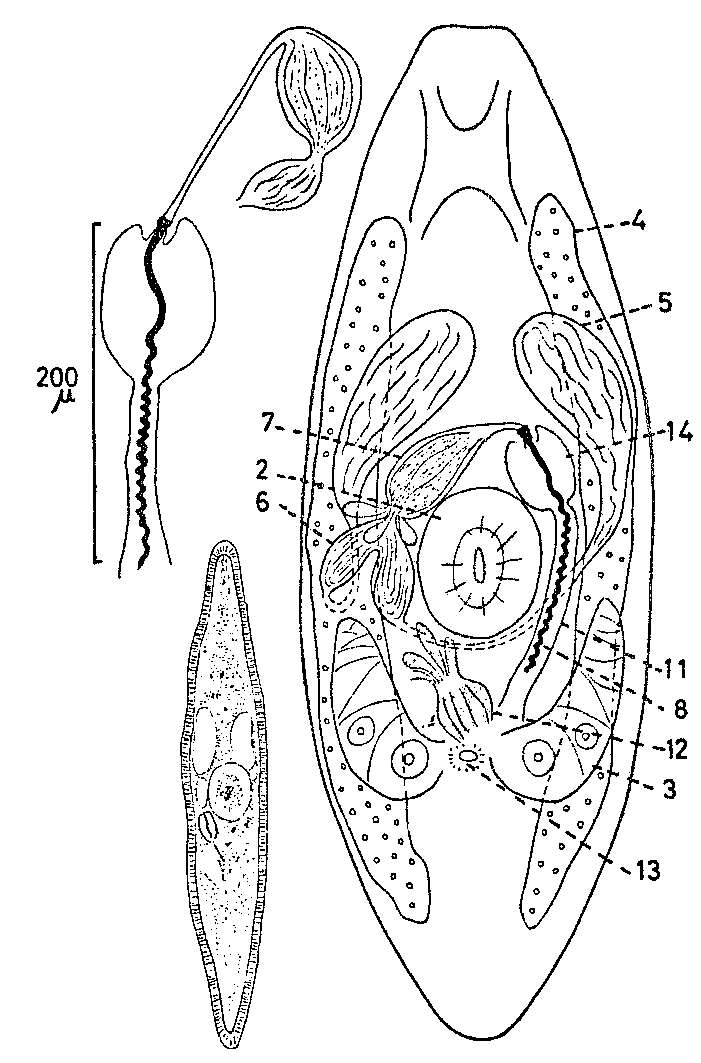 Image of Promesostoma spiriferum Karling 1967