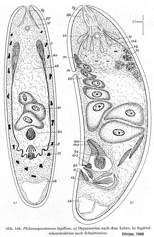 Image of Philomecynostomum