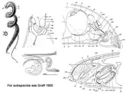 Image de Trigonostomidae