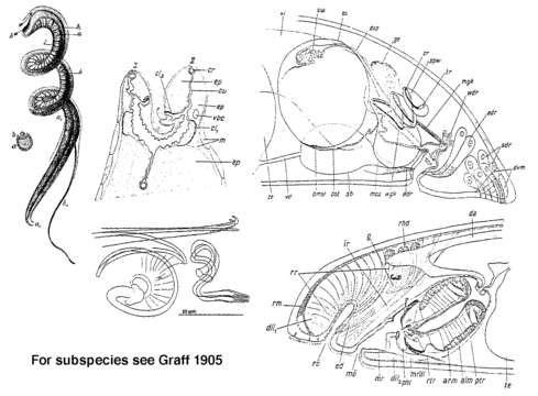 Image of Trigonostomidae