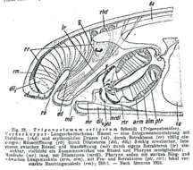 Image de Trigonostomidae